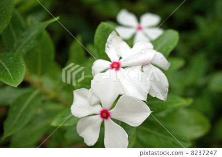 Nichinichiso Nichinichiso 8237247