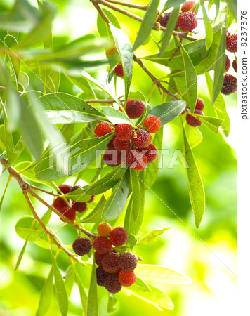 Fruit of a bamboo grove Fruit of a bamboo grove 8237376