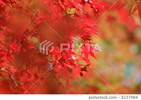 鮮紅的秋葉 8237469