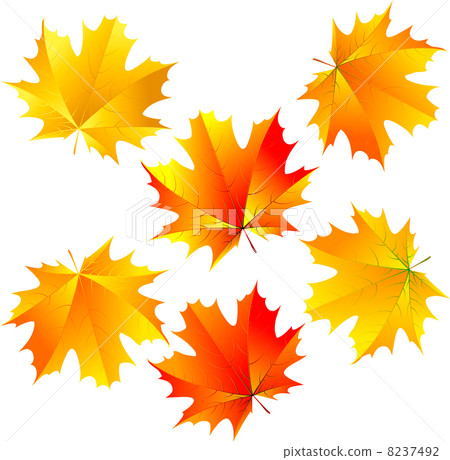 vector maple leaves vector maple leaves 8237492
