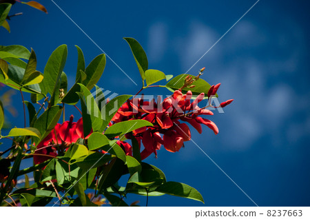 America Deigo 8237663