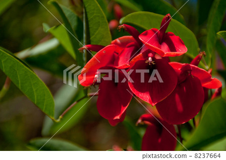 America Deigo Close-up 8237664