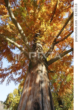 Kiki's big tree Kiki's big tree 8238118