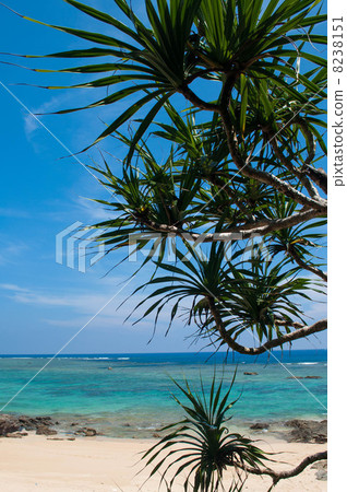 Okinawa's sea Yambaru sand beach 8238151