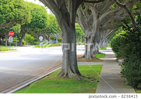 洛杉磯，比佛利山莊的豪華住宅區 8238415