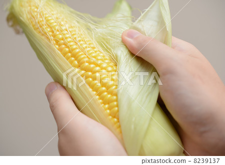 Corn Corn 8239137