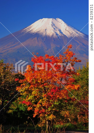  Fuji and Mt. Fuji 8239151