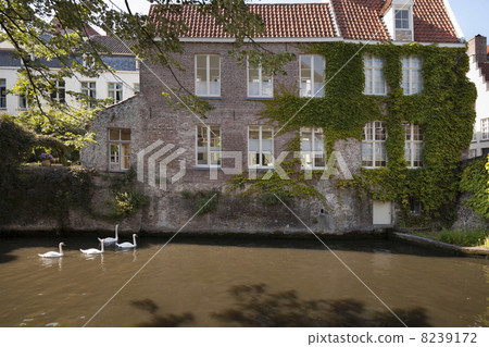 Swans swimming in the channel 8239172