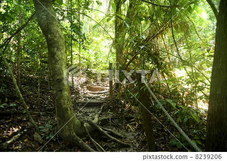 Jungle background image 8239206