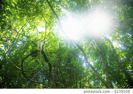 Jungle background image 8239208