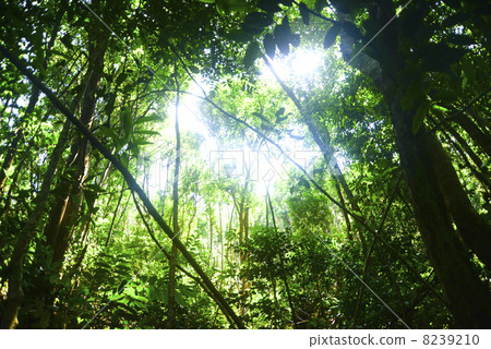 叢林背景圖像 8239210