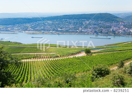Wineyards in Rudesheim am Rhein 8239251