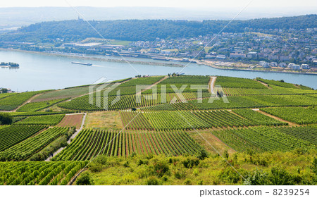 Wineyards in Rudesheim am Rhein 8239254