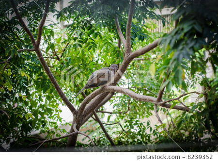 Dove sitting on green tree branch 8239352