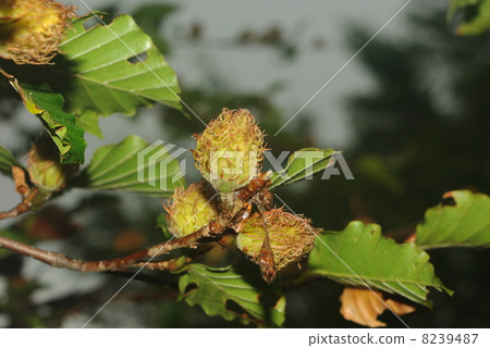 Braised fish 8239487