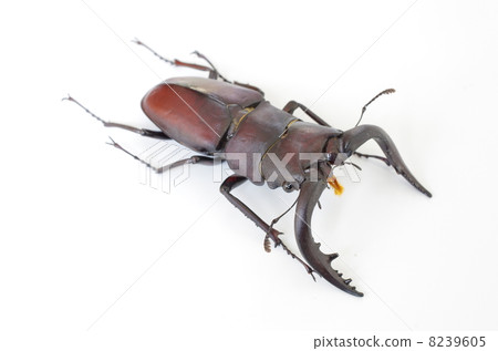 看到牙刷 8239605