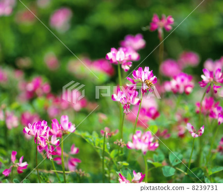 黃芪花 黃芪花 8239731