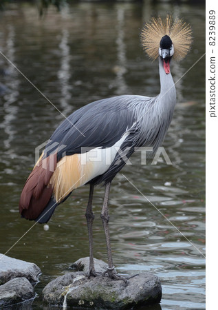 White-crowned crane 8239889
