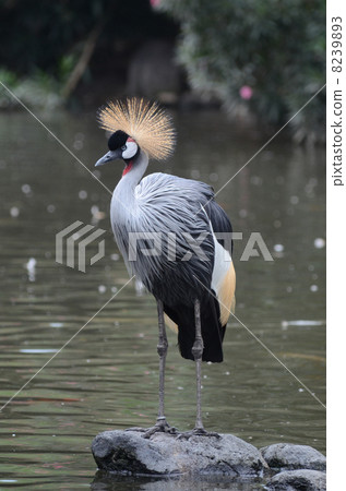 White-crowned crane 8239893