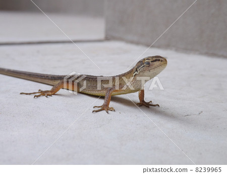 一隻蜥蜴 一隻蜥蜴 8239965