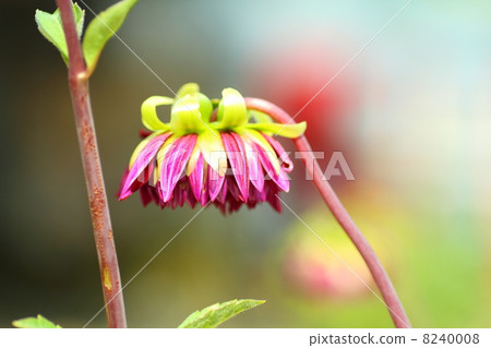 大麗花花 大麗花花 8240008