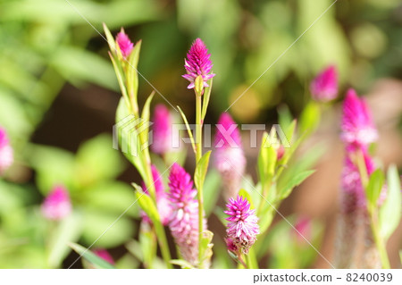 Nogeitou flower Nogeitou flower 8240039