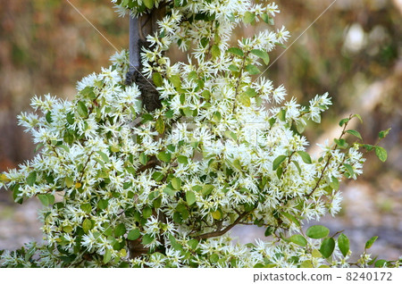 Shirobana Tokiwamansaku（白花Tokiwa Tokachika） 8240172
