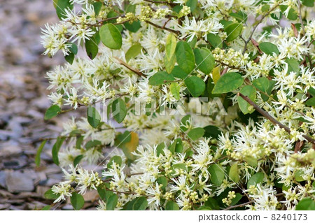 Shirobana Tokiwamansaku（白花Tokiwa Tokachika） 8240173