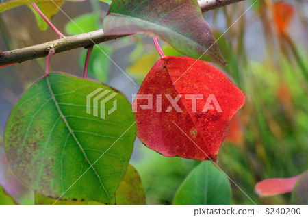 Small fall (Autumn leaves of Nankinghase) Small fall (Autumn leaves of Nankinghase) 8240200