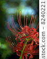 Cluster amaryllis 8240221