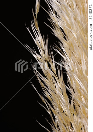 Shiroganeyoshi 8240271