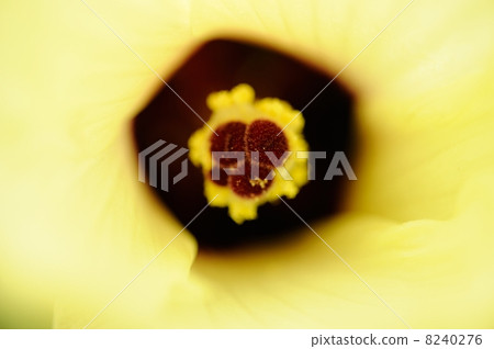 Okra's Flower 8240276