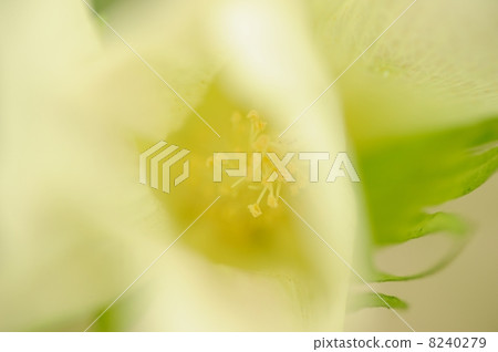棉花花 8240279