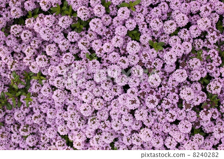 輕微的紫色 8240282