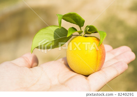 成熟的豆 8240291