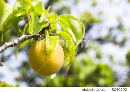 成熟的豆 成熟的豆 8240292