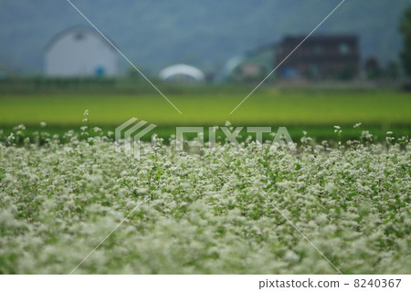 蕎麥田 8240367