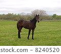 Thoroughbred 8240520