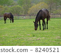 Thoroughbred 8240521