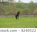 Thoroughbred 8240522