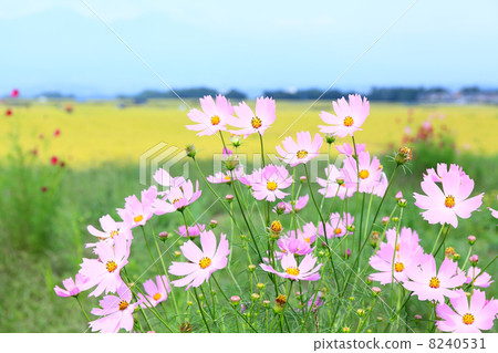  Cosmos field 8240531
