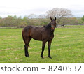 Horse  8240532