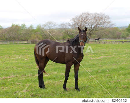 Horse  8240532