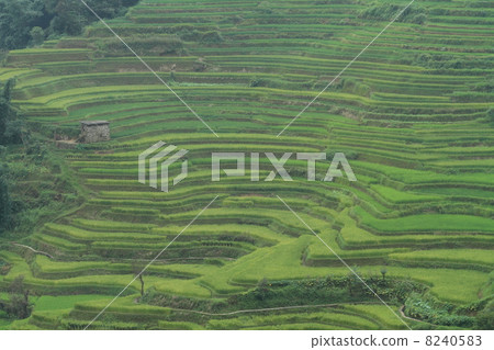 Rice terraced landscape (Yunnan Province, China's Yuan Tiger Road Scenic Area) Rice terraced landscape (Yunnan Province, China's Yuan Tiger Road Scenic Area) 8240583