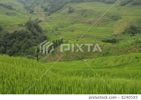 Rice terraced landscape (Yunnan Province, China's Yuan Tiger Road Scenic Area) Rice terraced landscape (Yunnan Province, China's Yuan Tiger Road Scenic Area) 8240585