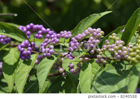 Komurasaki (small purple) 8240588