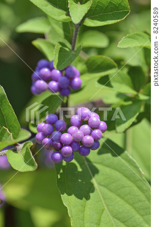 Komurasaki (small purple) Komurasaki (small purple) 8240589