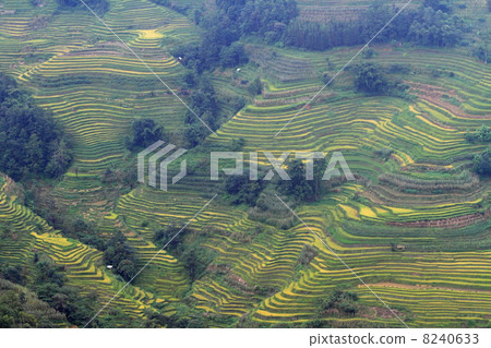 Rice terraced landscape (Yunnan Province, China's Yuan Tiger Road Scenic Area) 8240633
