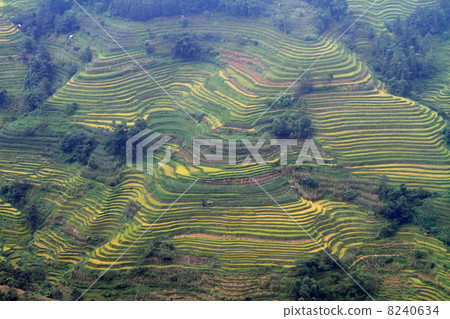 Rice terraced landscape (Yunnan Province, China's Yuan Tiger Road Scenic Area) 8240634