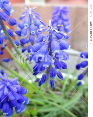 Potted muscari flowers Potted muscari flowers 8240988